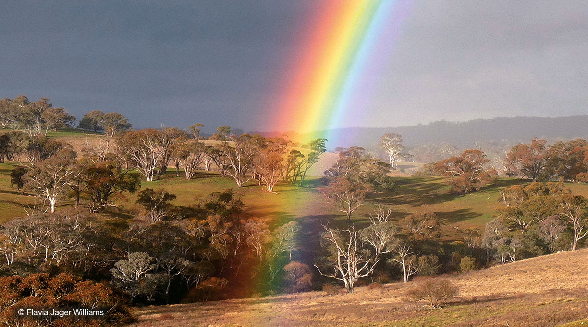 One end of a bright rainbow over green, grassy paddocks with gum trees